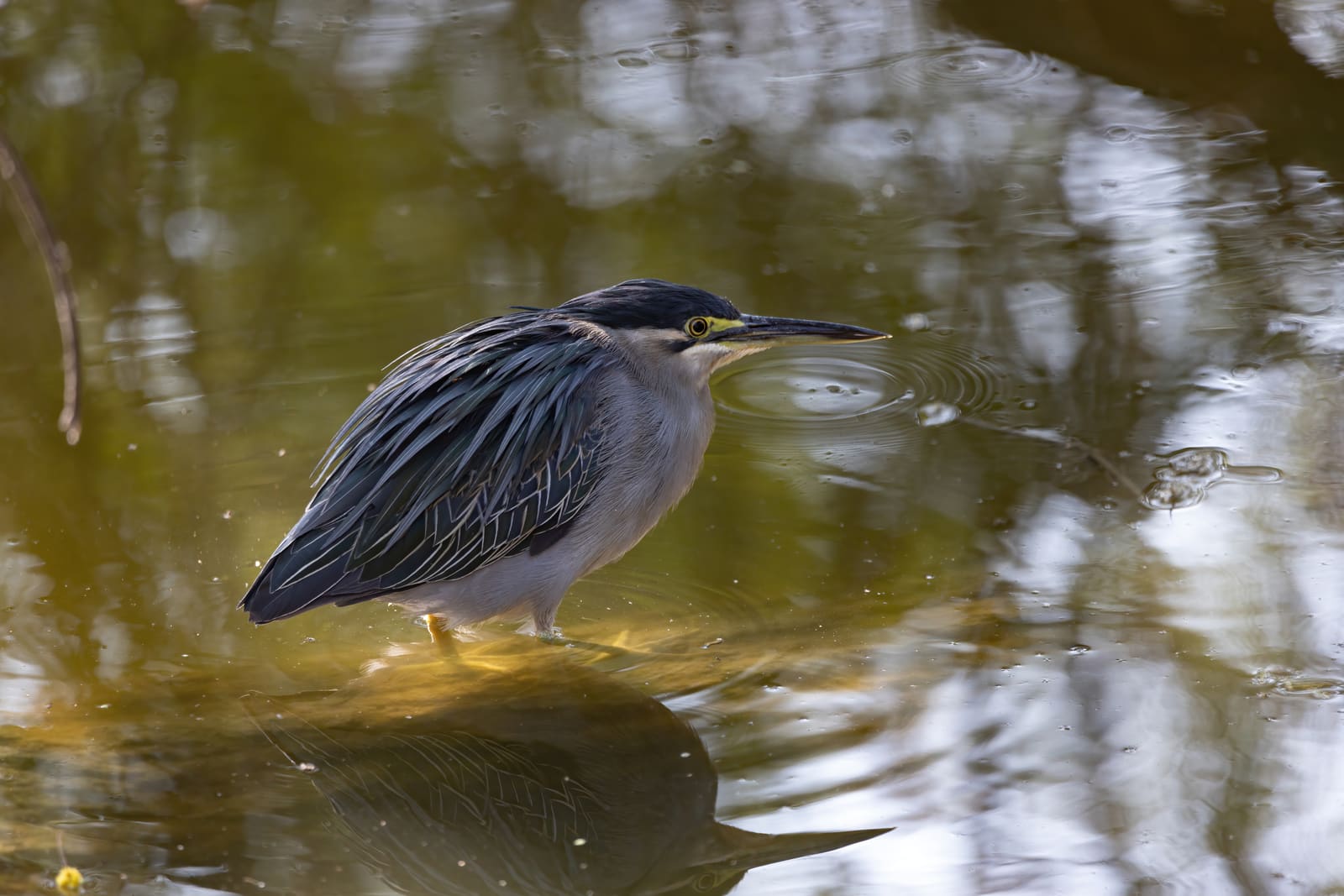 Striated Heron standing in shallow water with ripples from a recent strike, reflections of trees behind.