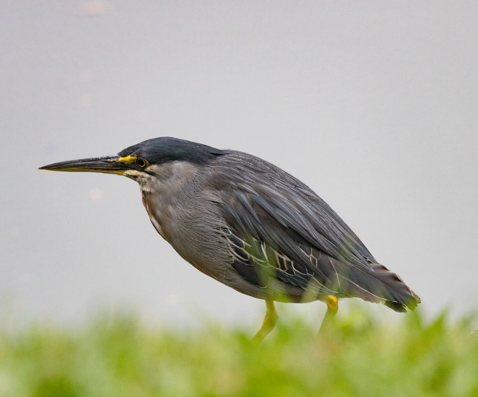 A small grey heron with a dark cap and yellow legs standing at the edge of water.