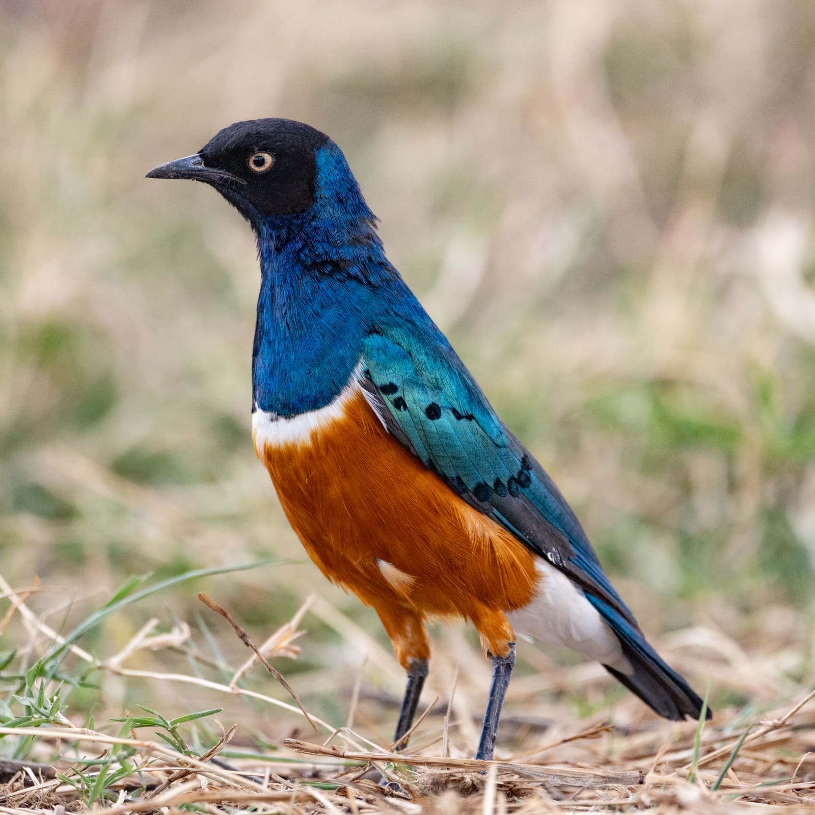 A bird with a glossy blue-green back and head, an orange breast, and a white band across its chest, standing on the ground.