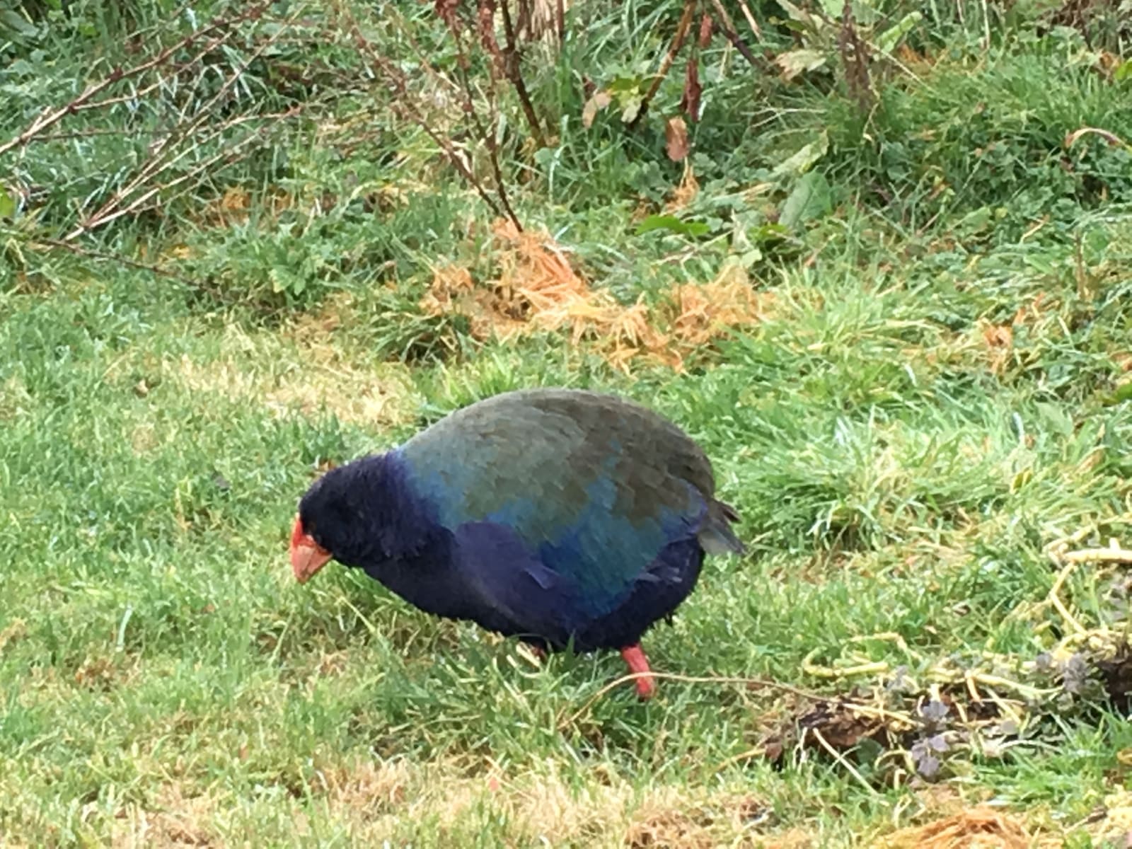 A large flightless bird with deep blue and olive-green plumage and a thick red bill and legs.
