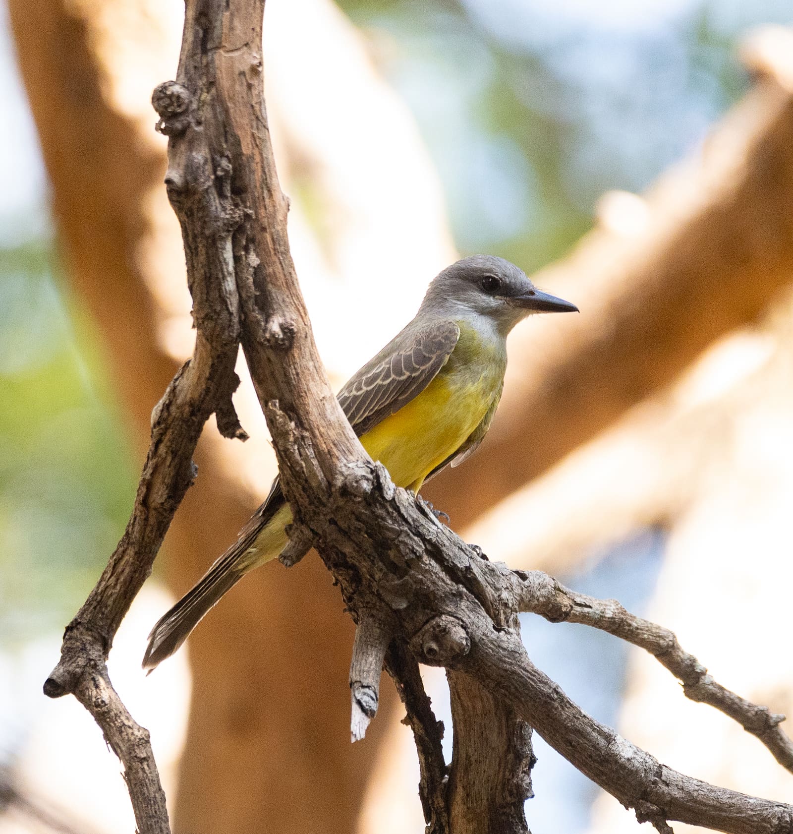 A grey-headed bird with a yellow belly and grey wings perched on a bare branch.