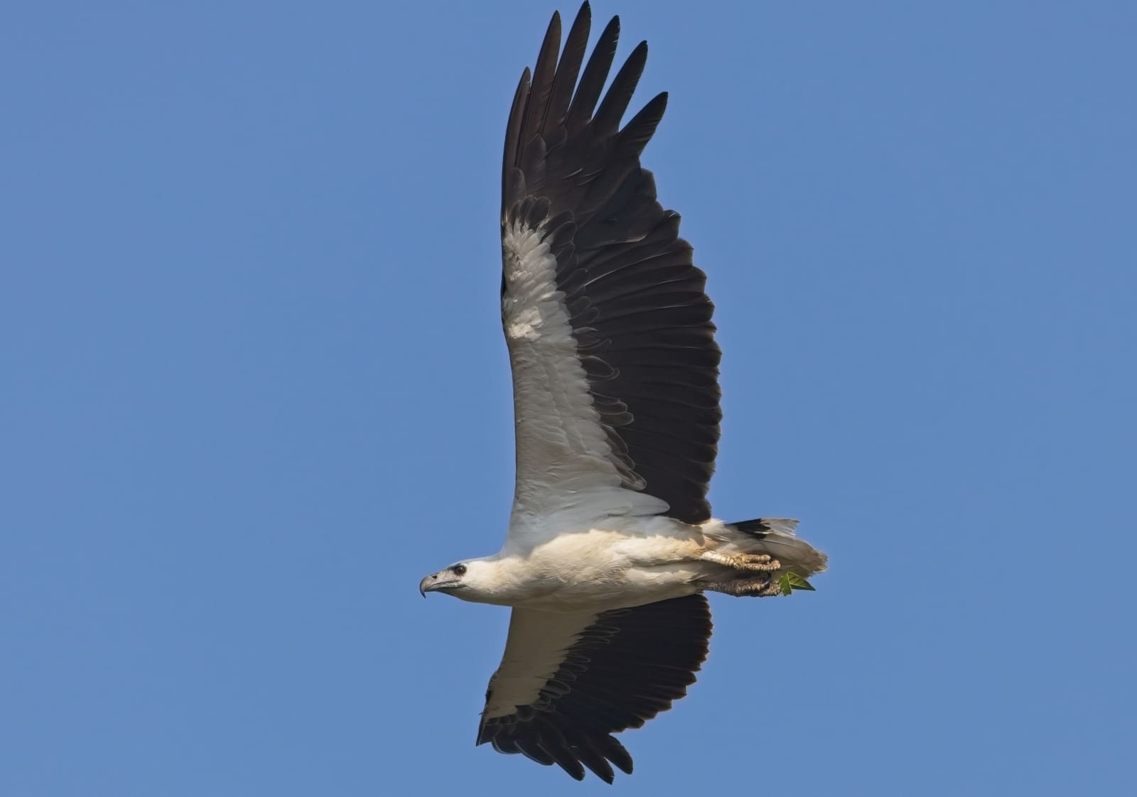 A large eagle in flight with a white head and body and dark grey wings, carrying nesting material in its talons.