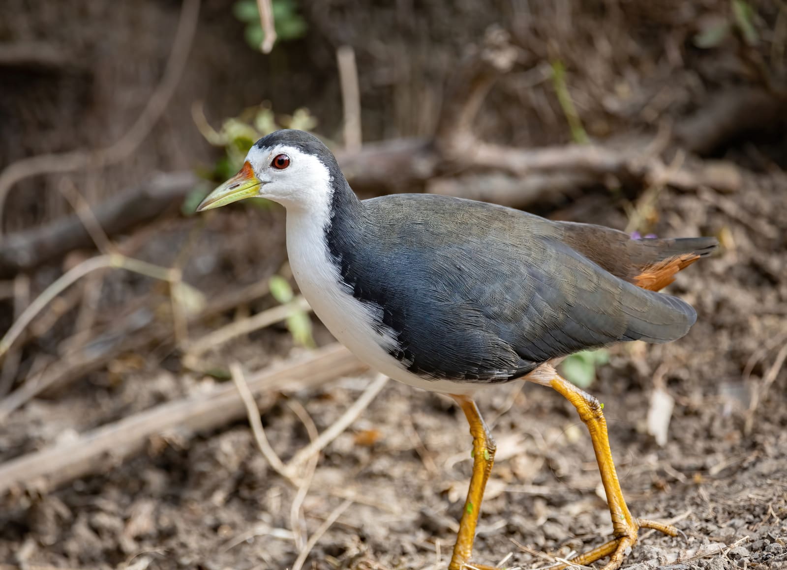 White-breasted Waterhen walking on the ground, white face, dark grey body, orange legs and rufous undertail.