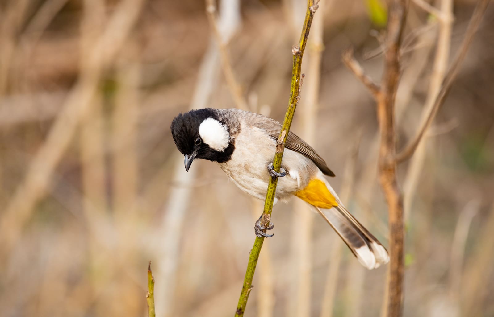 White-eared Bulbul perched on a twig, head tilted down, black cap and white ear patch visible.
