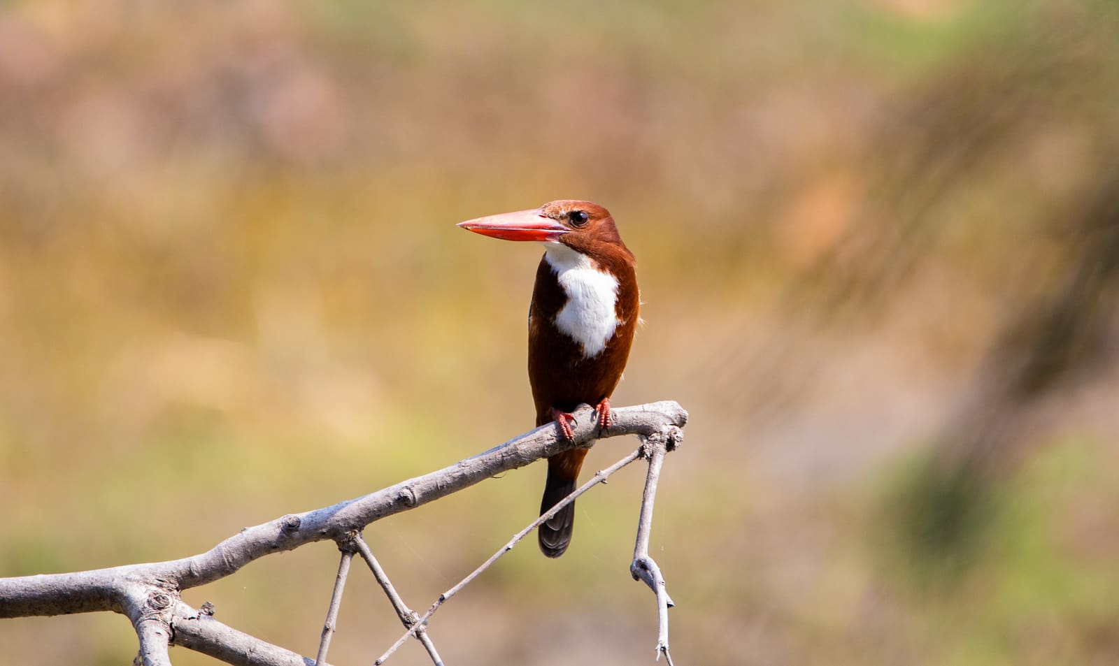 White-throated Kingfisher perched on a branch, chestnut head, blue wings, white throat and coral bill.