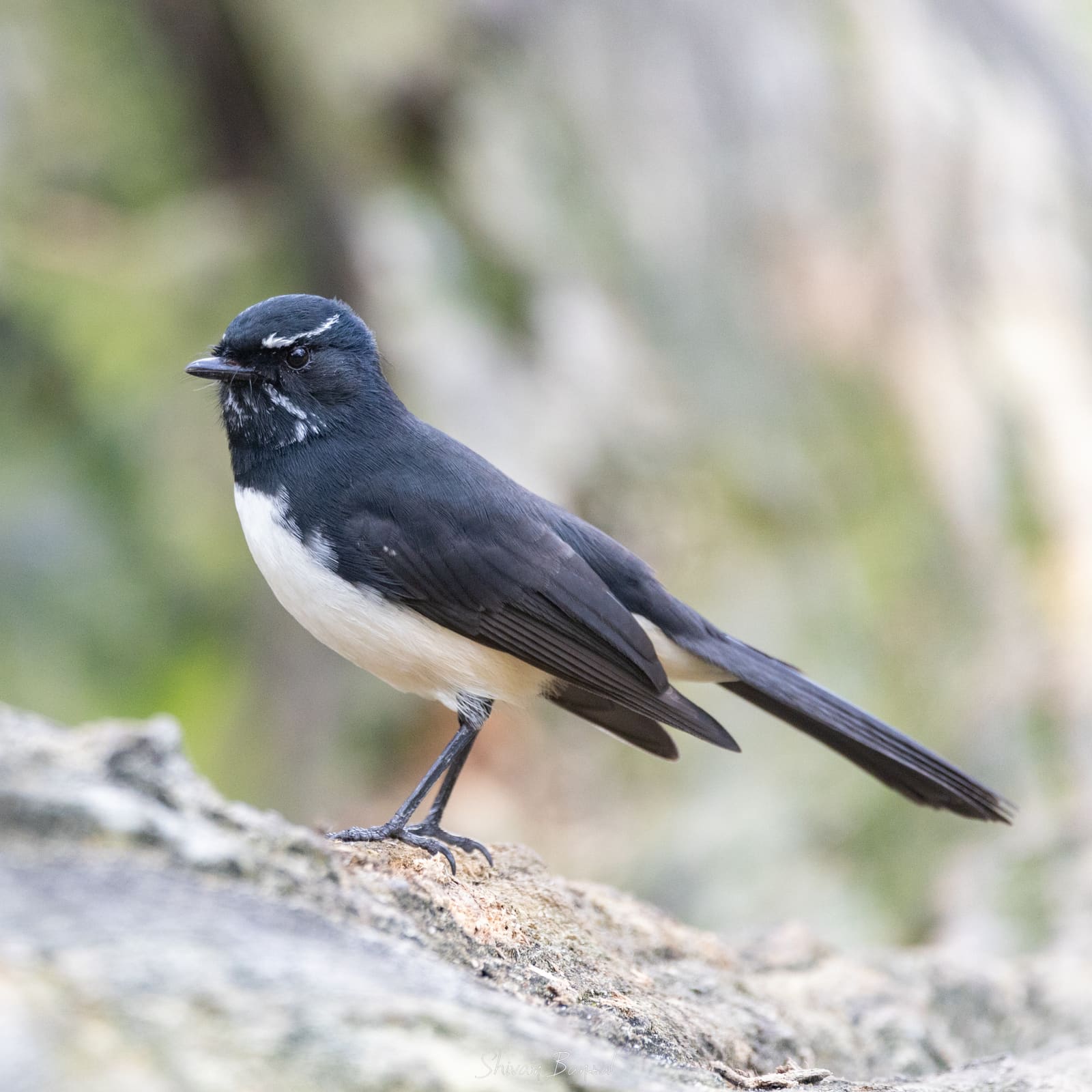 A small black-and-white bird with a fanned tail perched on a rock.