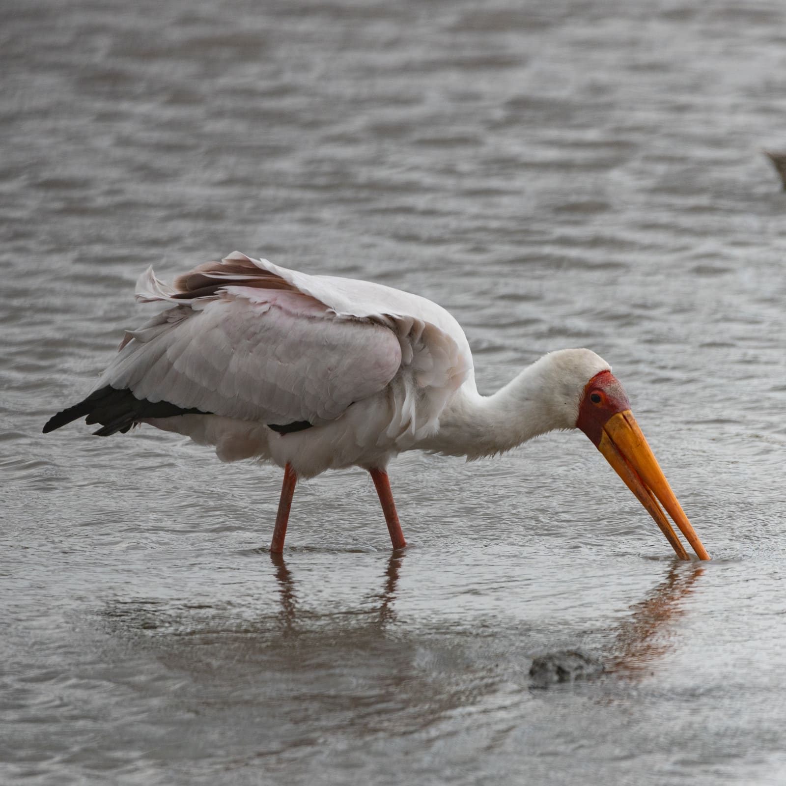 A white wading bird with a bare red face, curved yellow bill, and black-tipped wings, standing in shallow water.