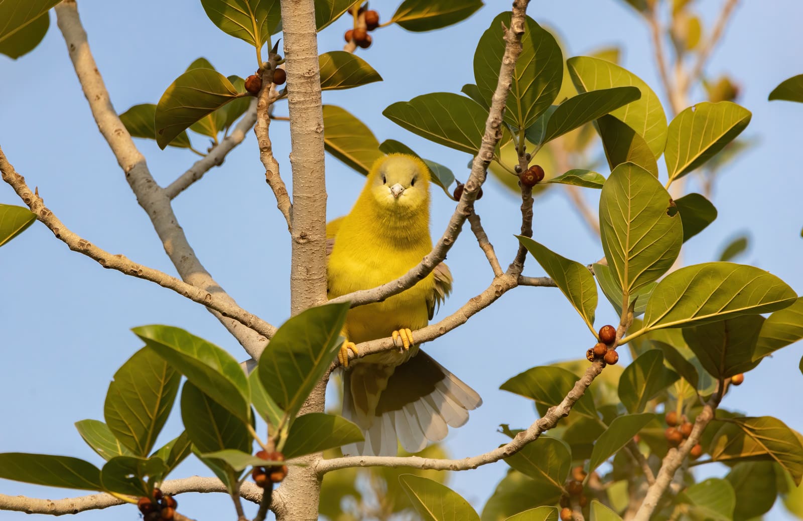 Yellow-footed Green Pigeon perched in a fig tree surrounded by leaves and small fruit.