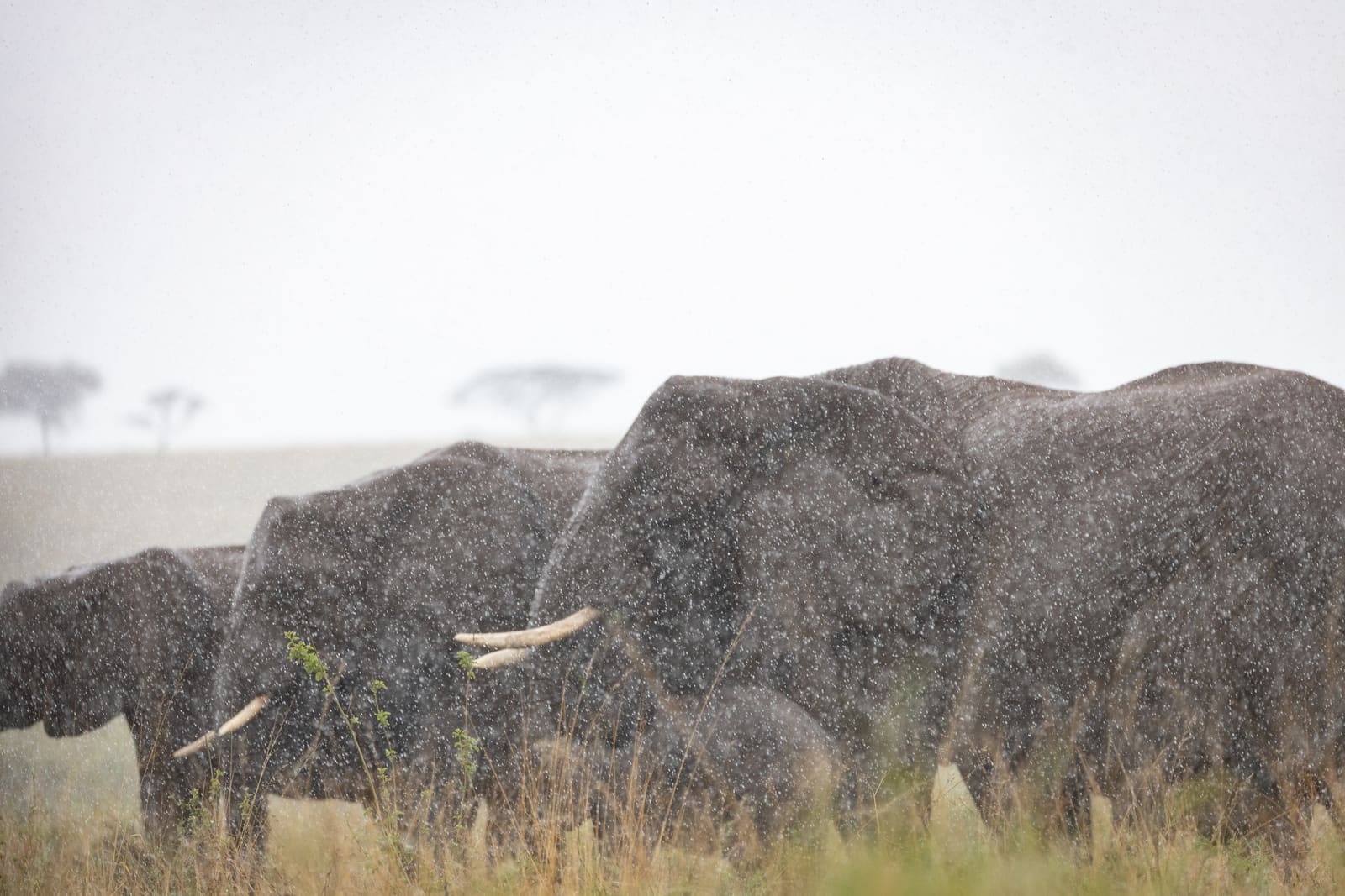 An elephant standing in grassland, partly obscured by drifting mist, in soft diffuse light.