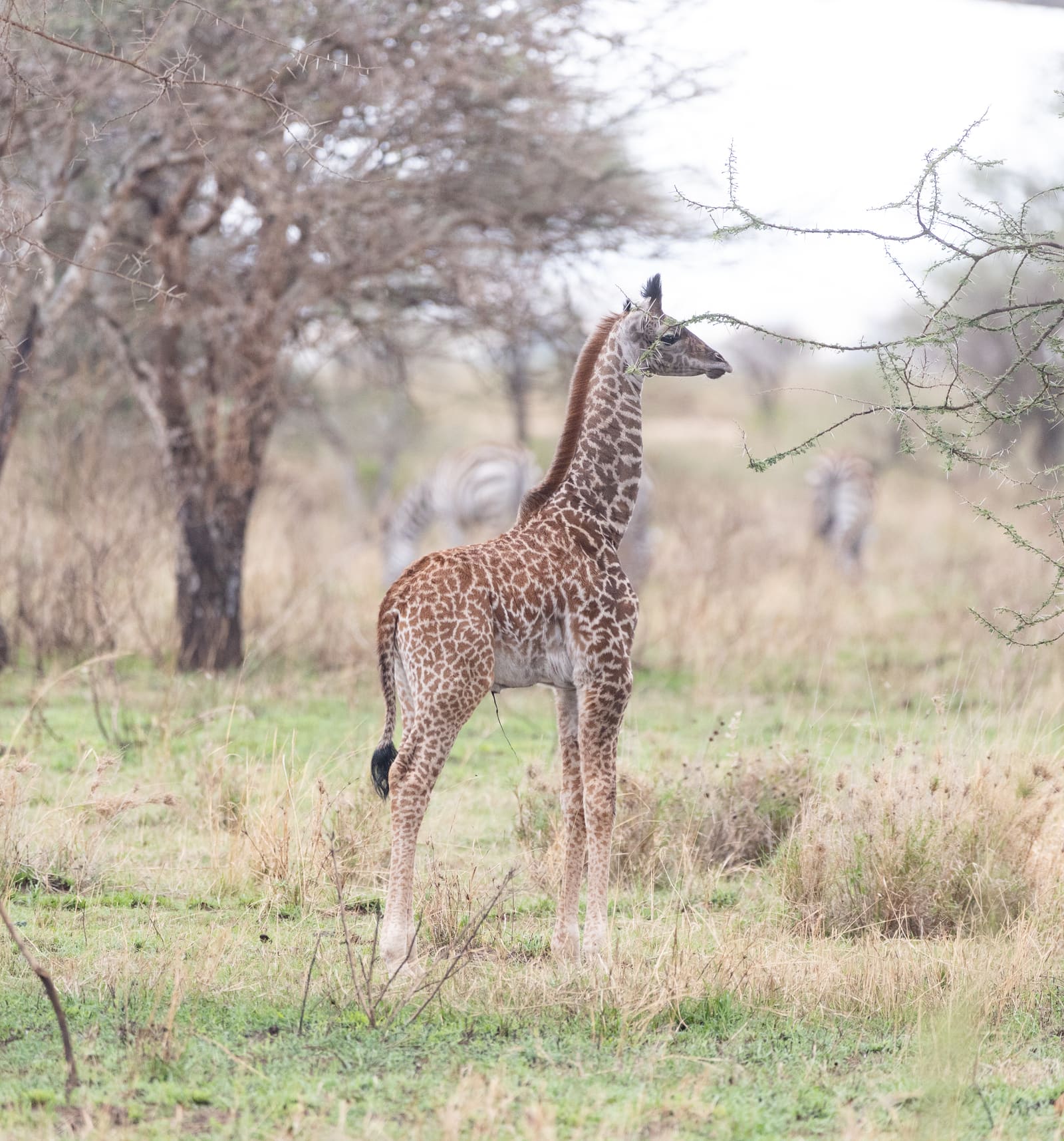 A young giraffe with a patterned brown-and-tan coat standing alone in grassland.