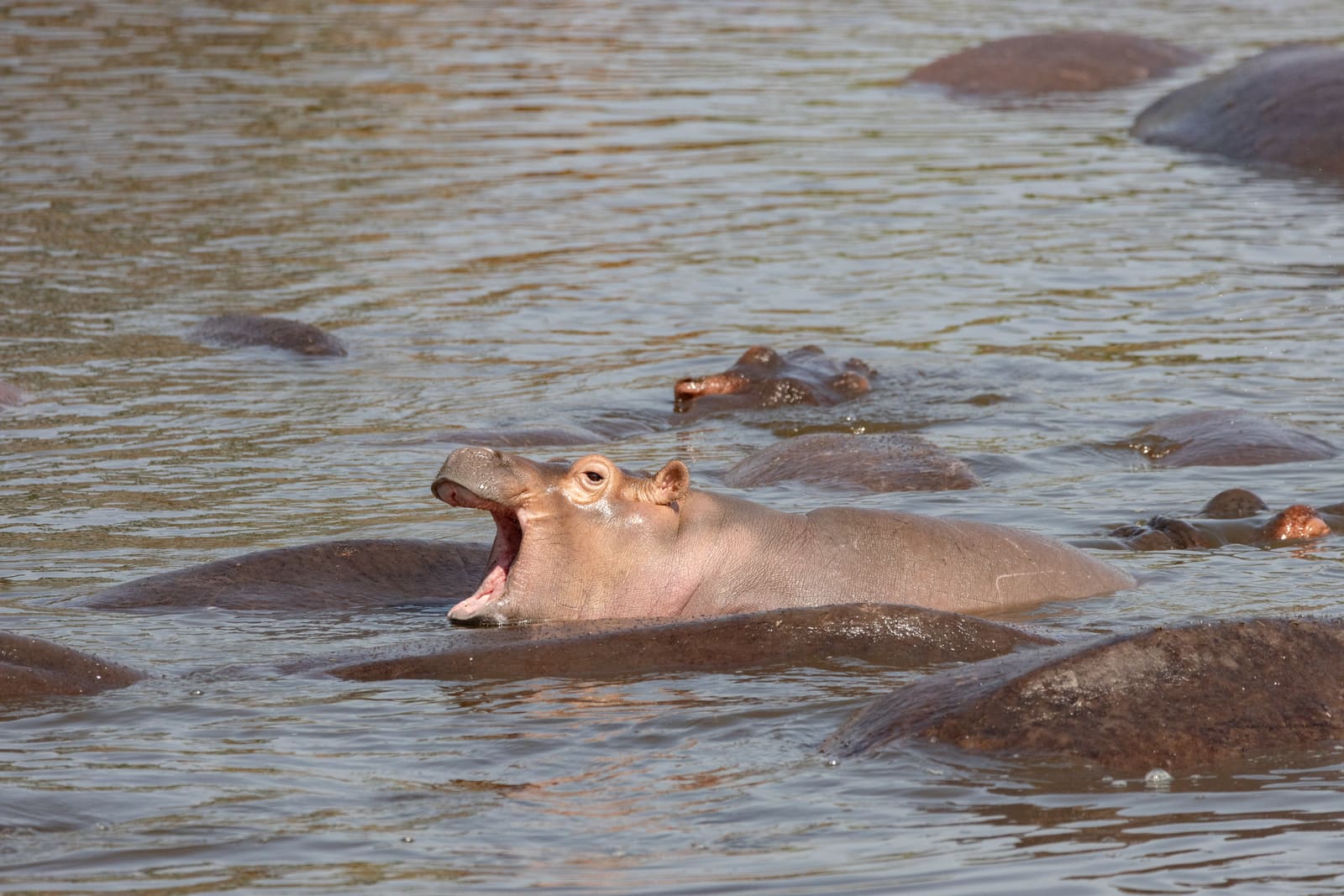 A hippopotamus in water with its mouth wide open, showing large lower canine teeth.