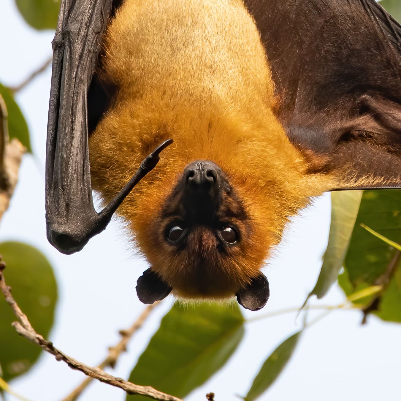 Fruit bat hanging upside down from a branch, golden-brown fur, face looking straight at camera, wings folded