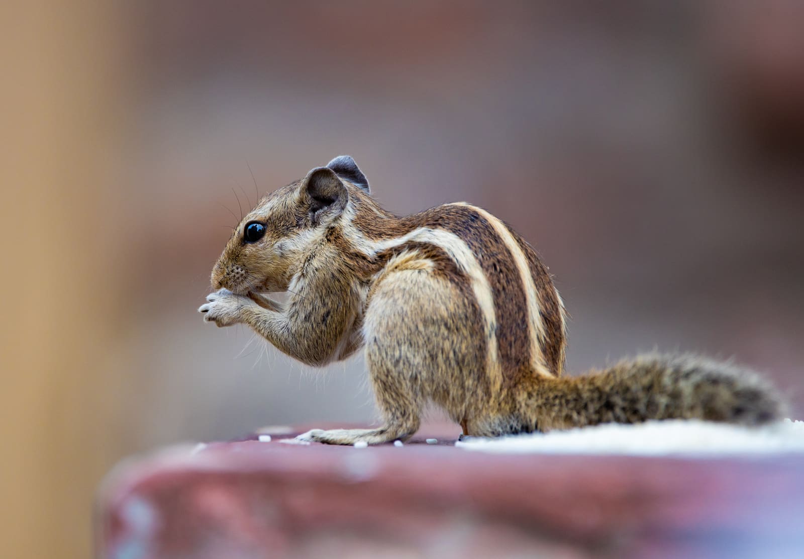 Small striped squirrel sitting upright on a ledge, holding food in its front paws