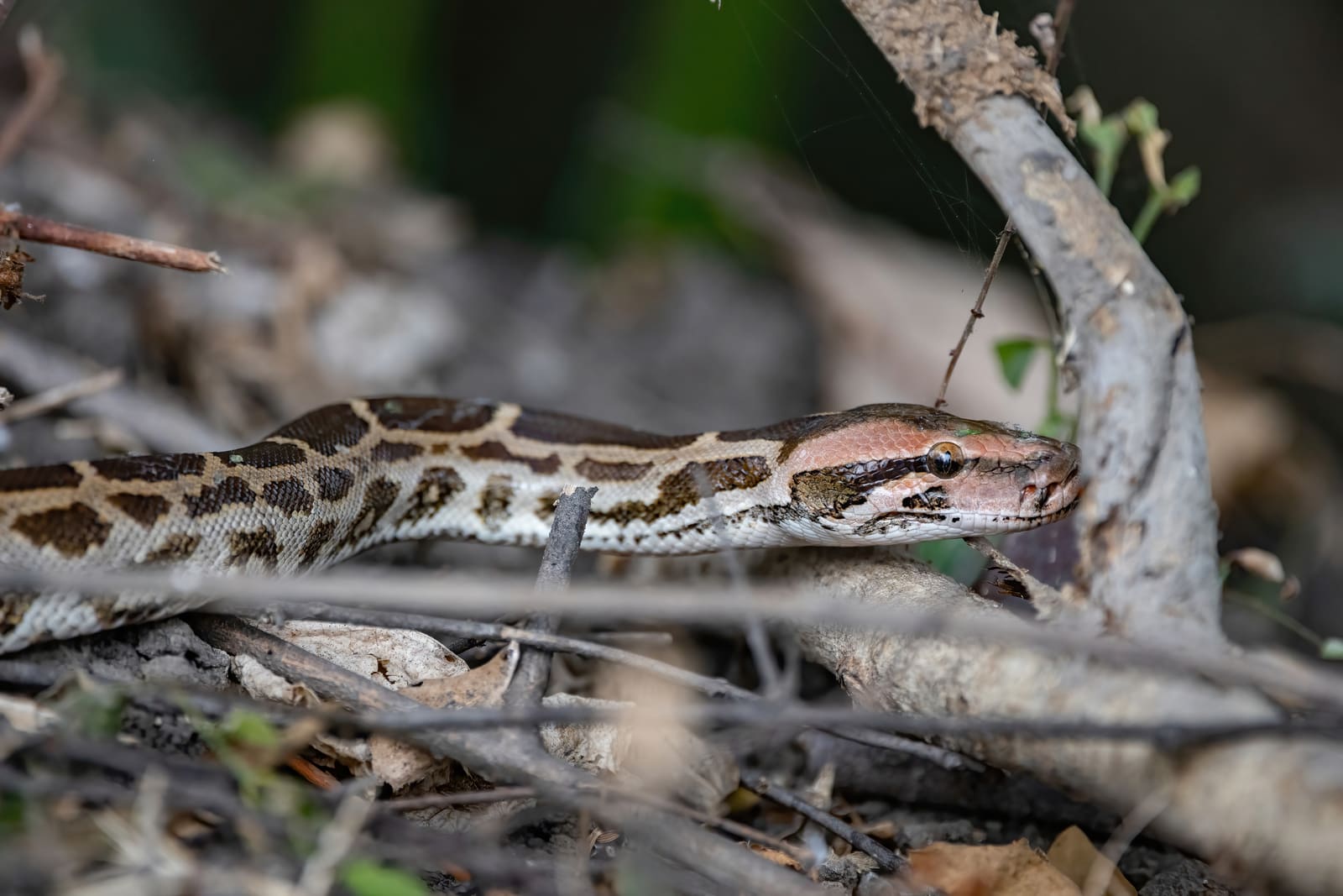 Python's head and upper body resting on forest floor debris, blotched scale pattern in sharp focus