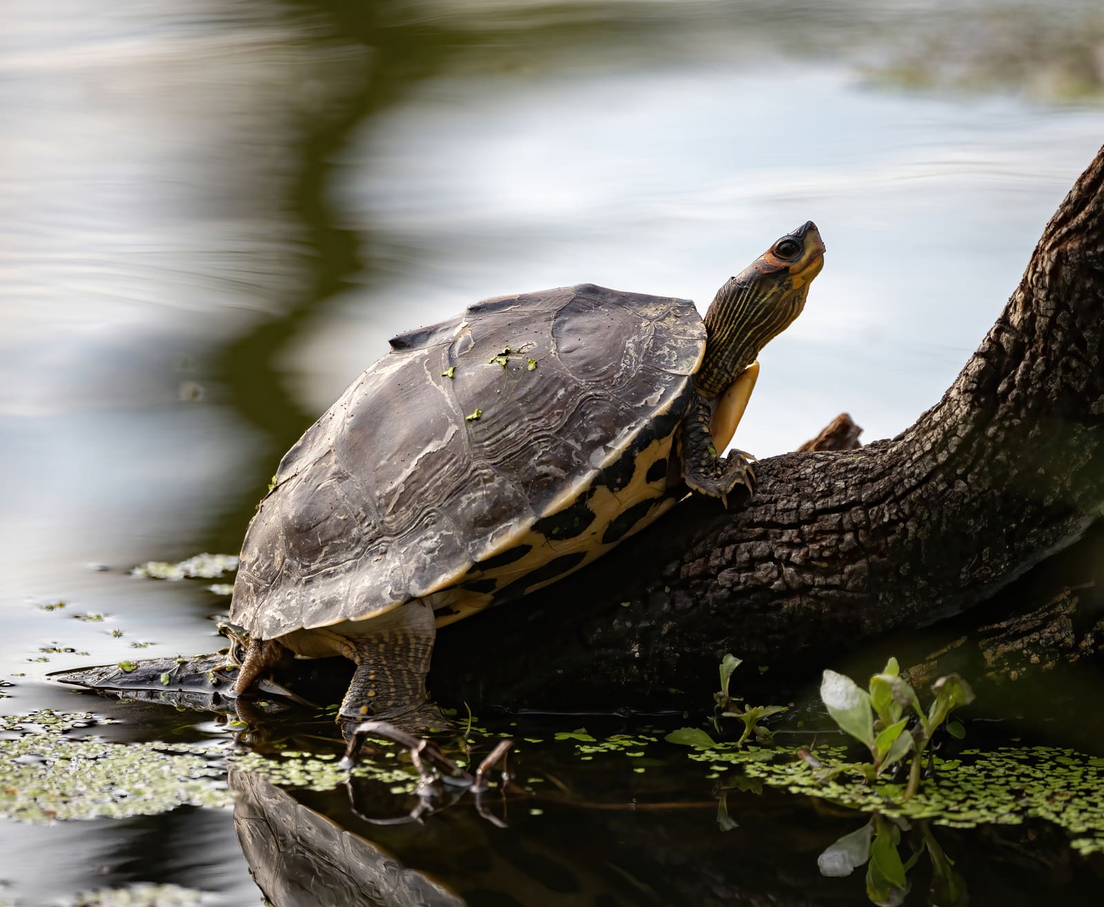 Turtle perched on a branch over water with head raised, clear reflection visible beneath it