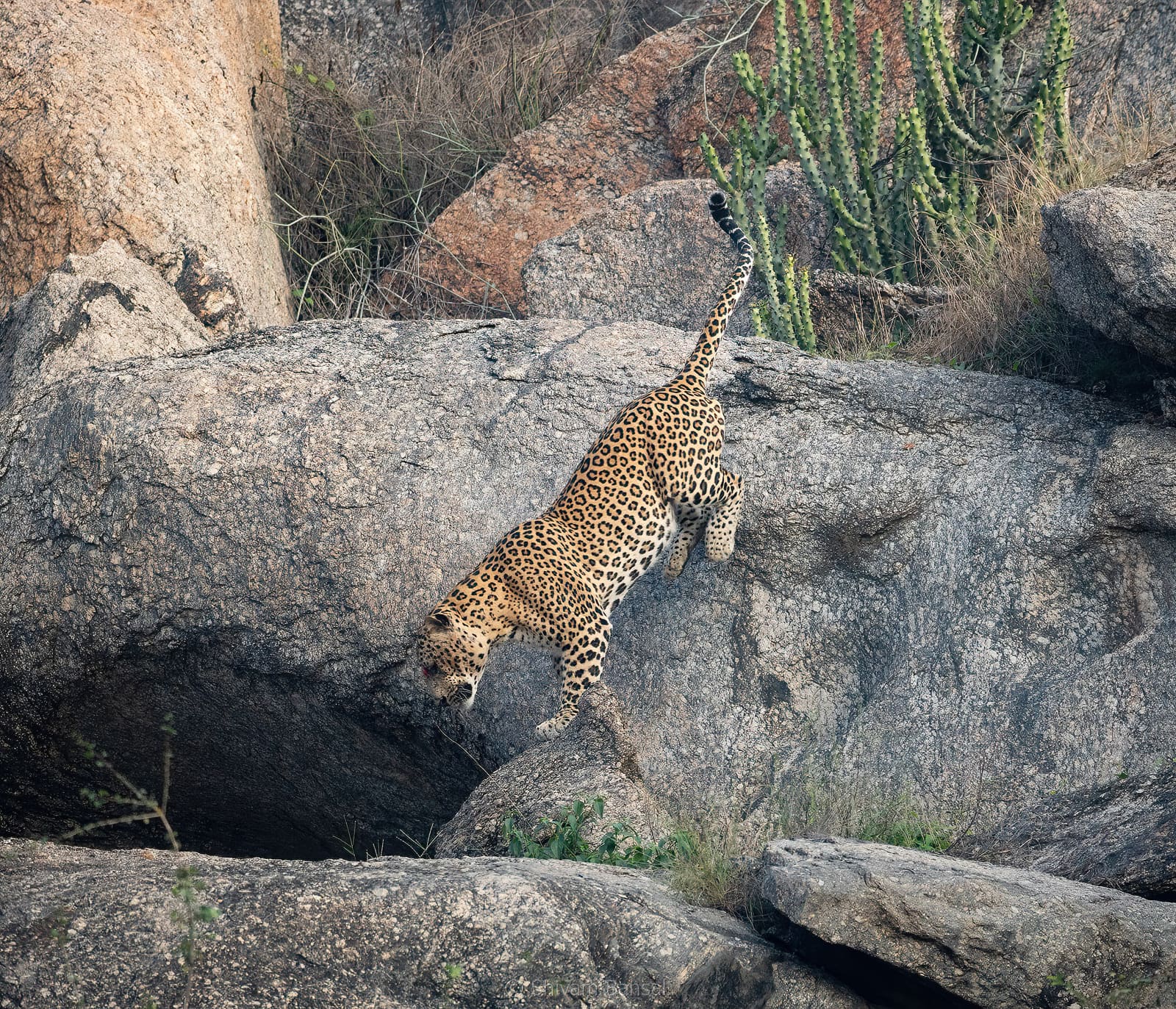 Leopard captured mid-air descending a steep granite rock face, tail curled upward, succulent plants in the foreground