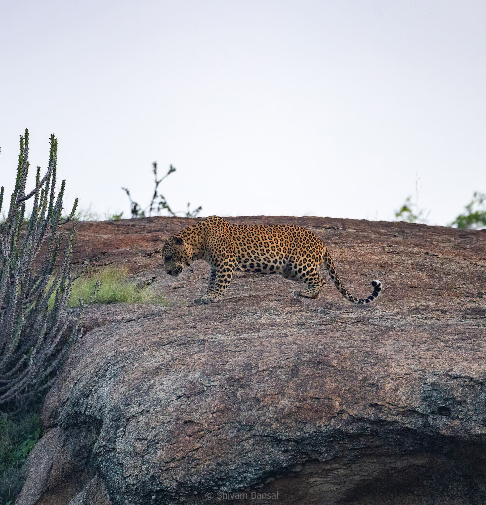 Leopard walking down a boulder in warm morning sunlight, scrub and cactus plants around the rocks