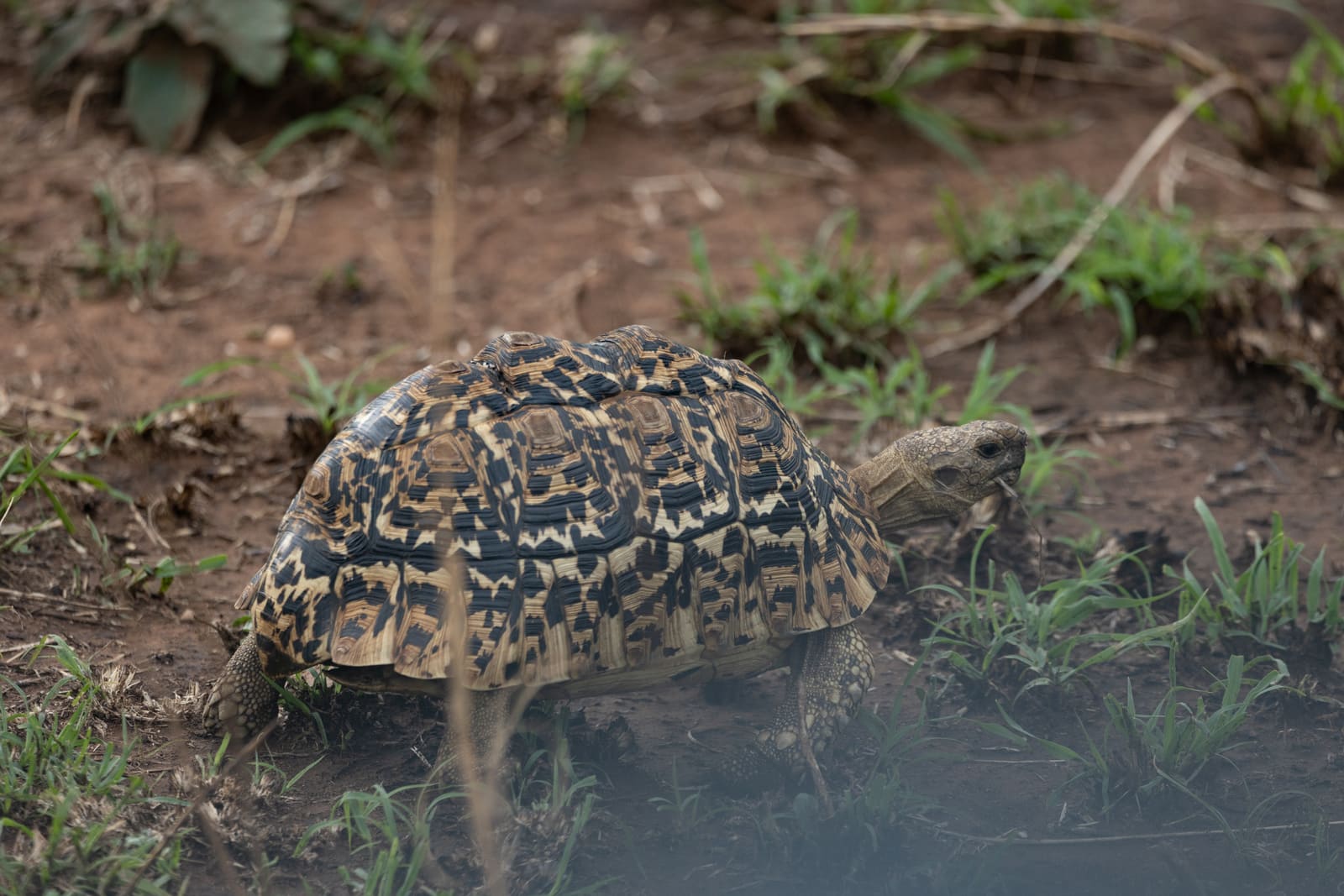 A spotted leopard lying on a rock outcrop amid dry grass.