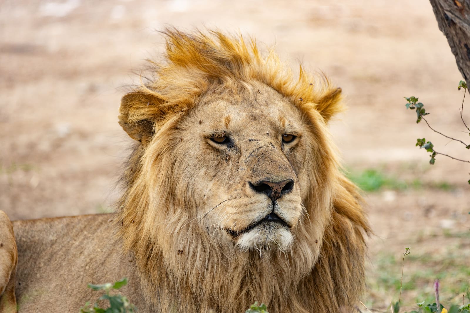 A close-up portrait of a male lion's face and mane, looking directly ahead.
