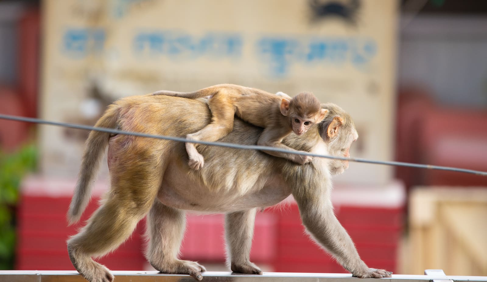 Adult monkey walking along a wire with a baby monkey riding on its back, blurred shopfront behind