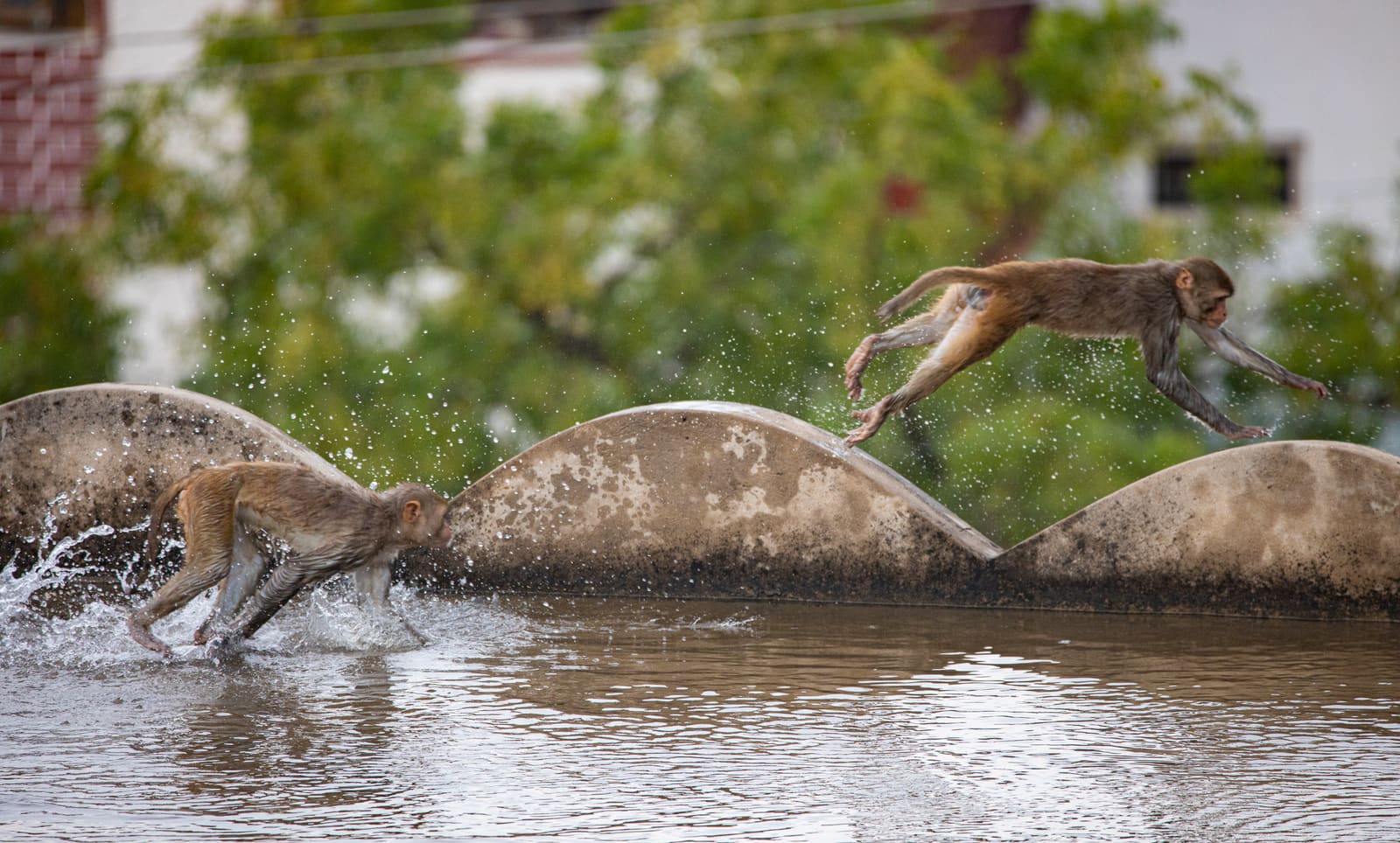 Two monkeys captured mid-jump above and through shallow water on a stone ledge