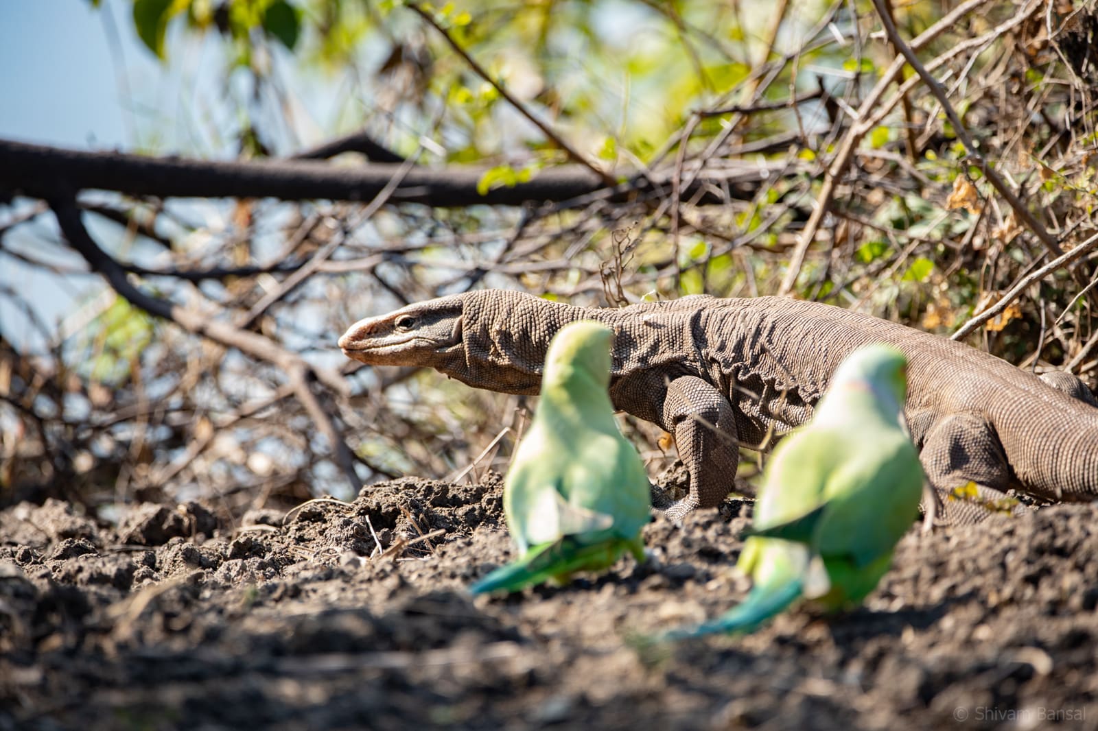 Lizard walking on bare ground with two green parakeets standing close by