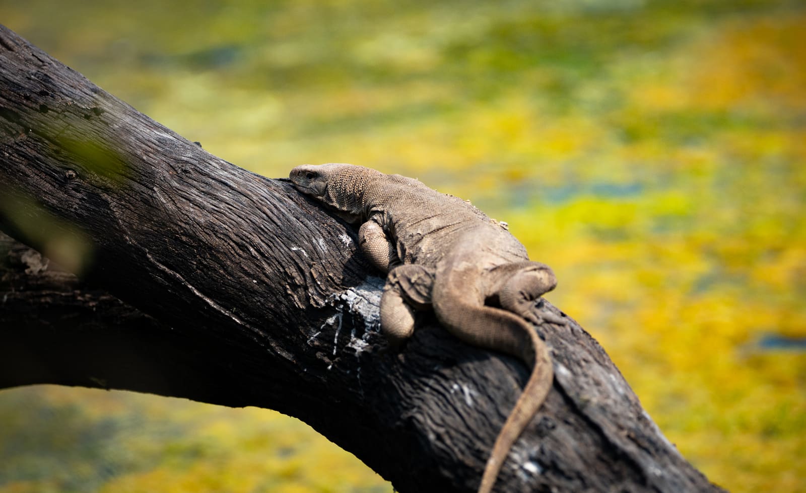 Lizard draped over a curved tree branch with blurred yellow-green water in the background