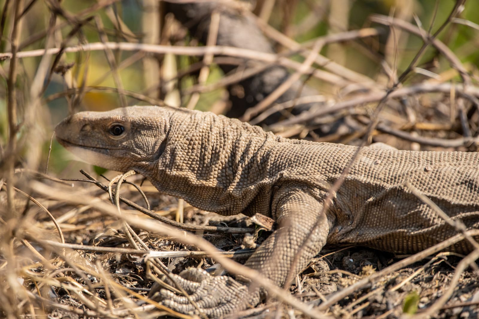 Monitor lizard walking through dry brown grass, shown in full body profile