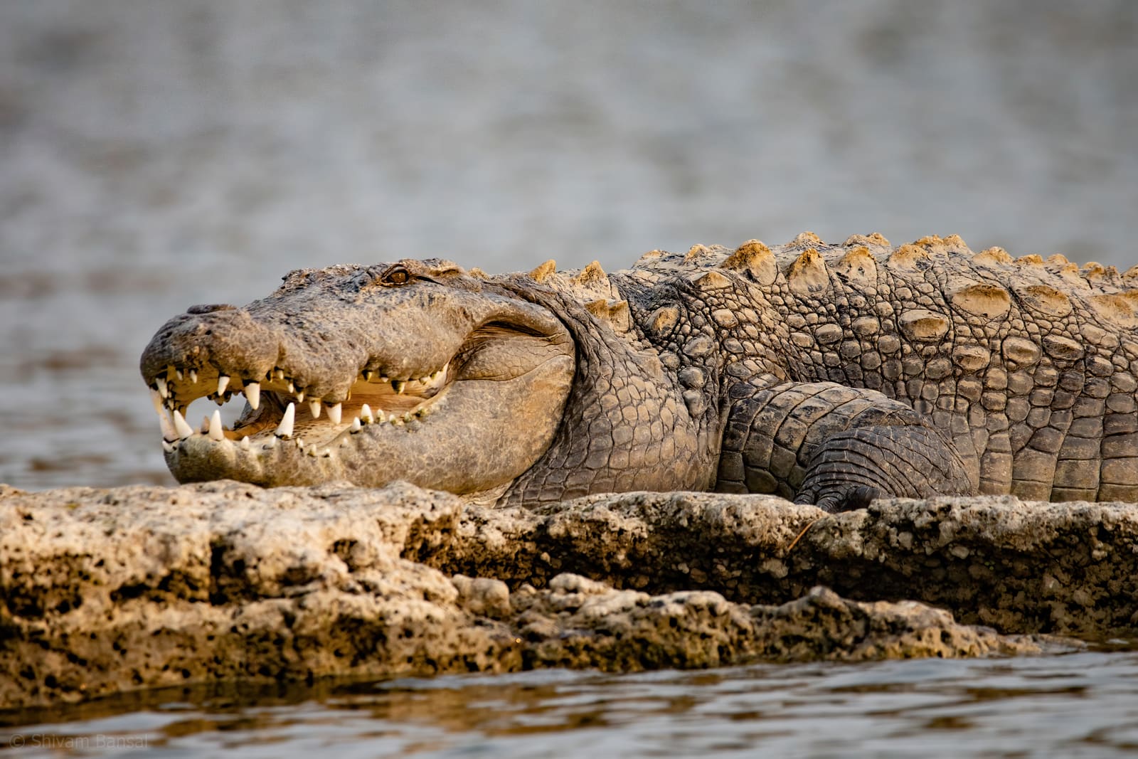 Close low-angle view of a crocodile's head and open jaws with visible teeth, partially submerged in water