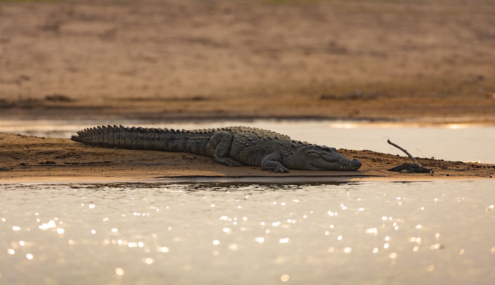 Crocodile silhouetted on a riverbank at sunset, golden light reflecting off rippling water