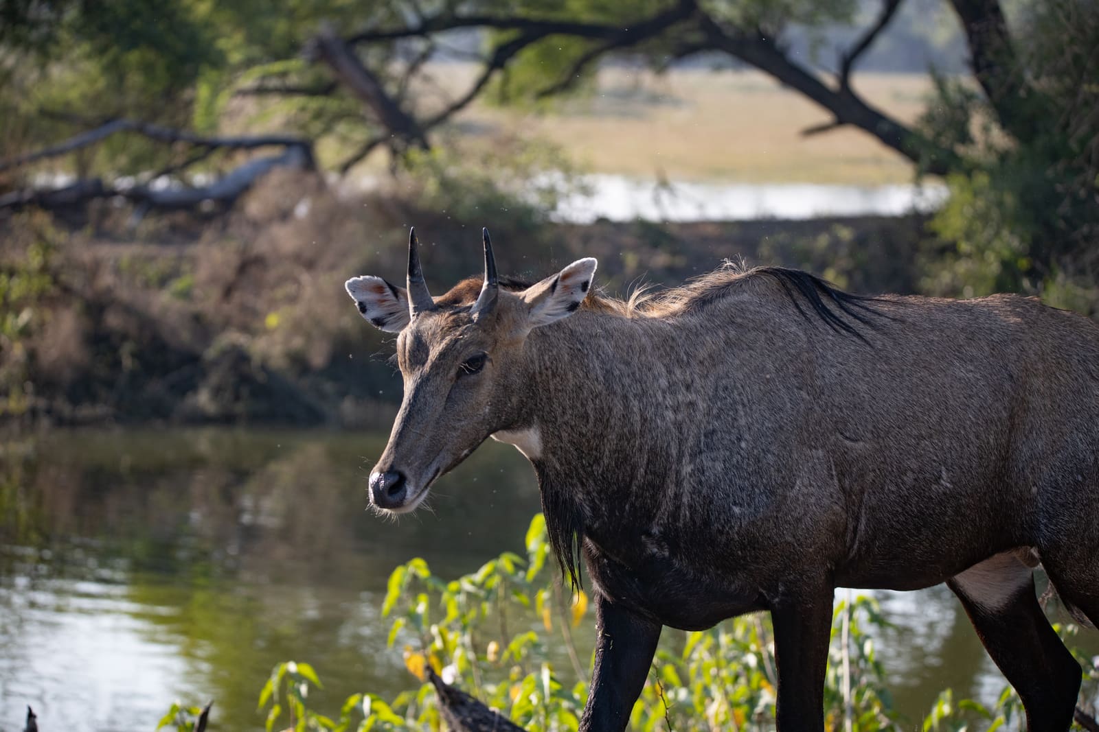 Close-up of a male nilgai's head and horns backlit with dust particles visible in the air, blurred trees behind