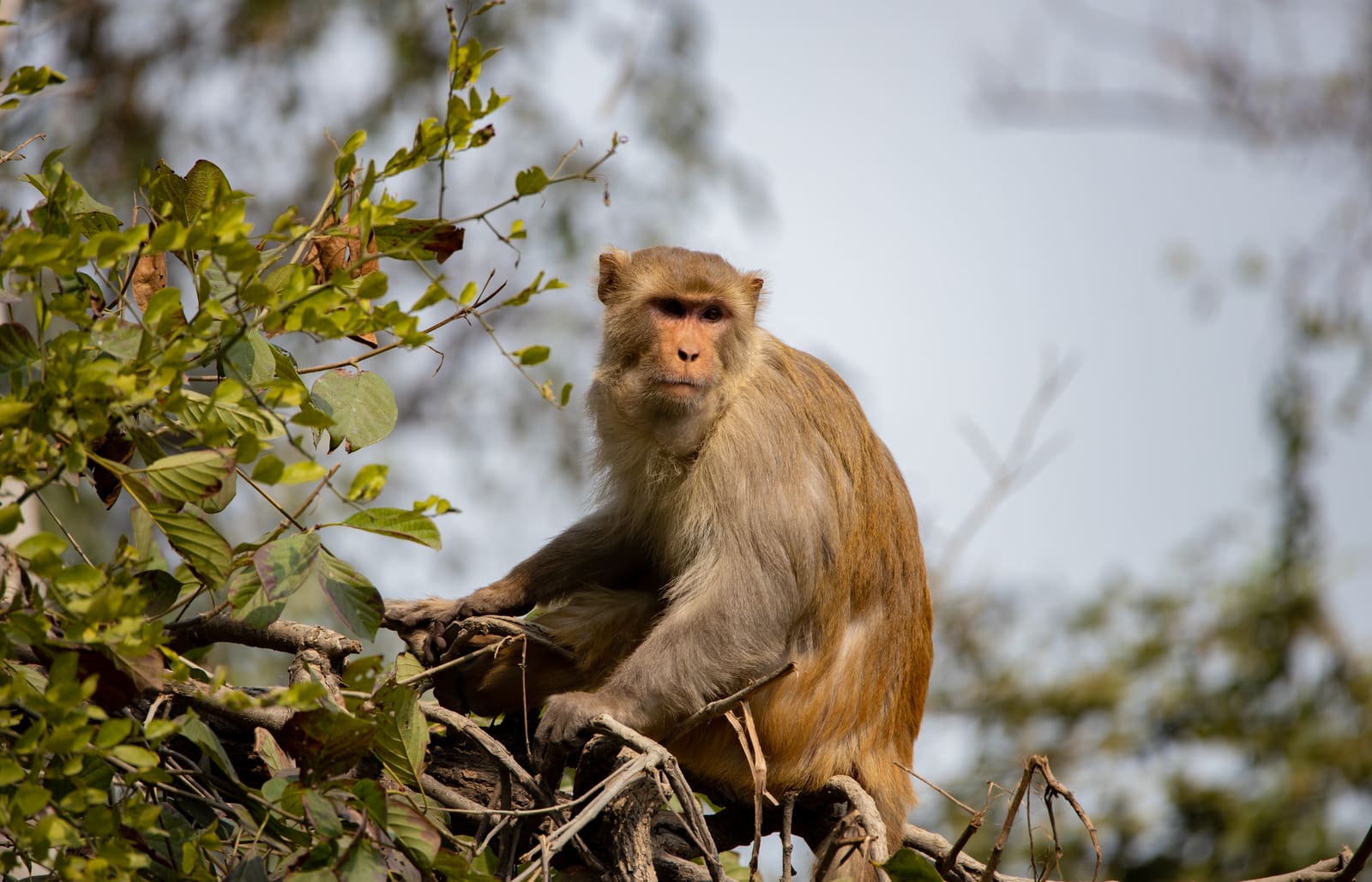 Close portrait of a macaque's face and shoulders against a blurred orange-brown background