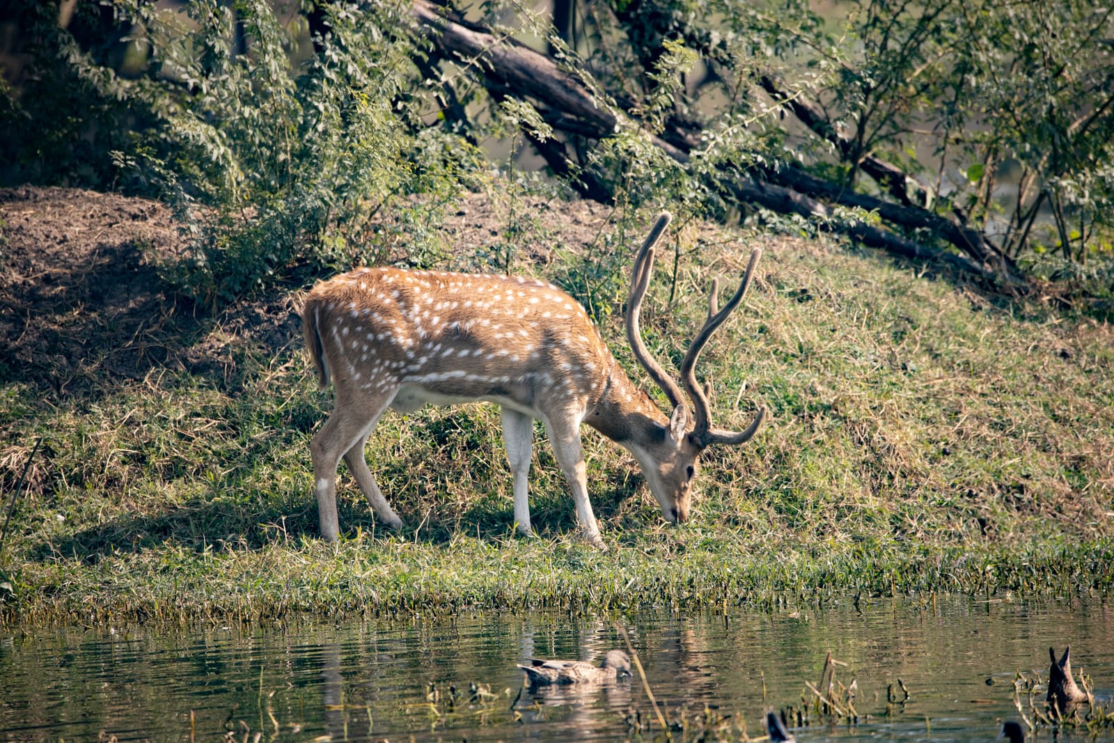 Antlered spotted deer drinking from a pond, ducks floating on the water in the background