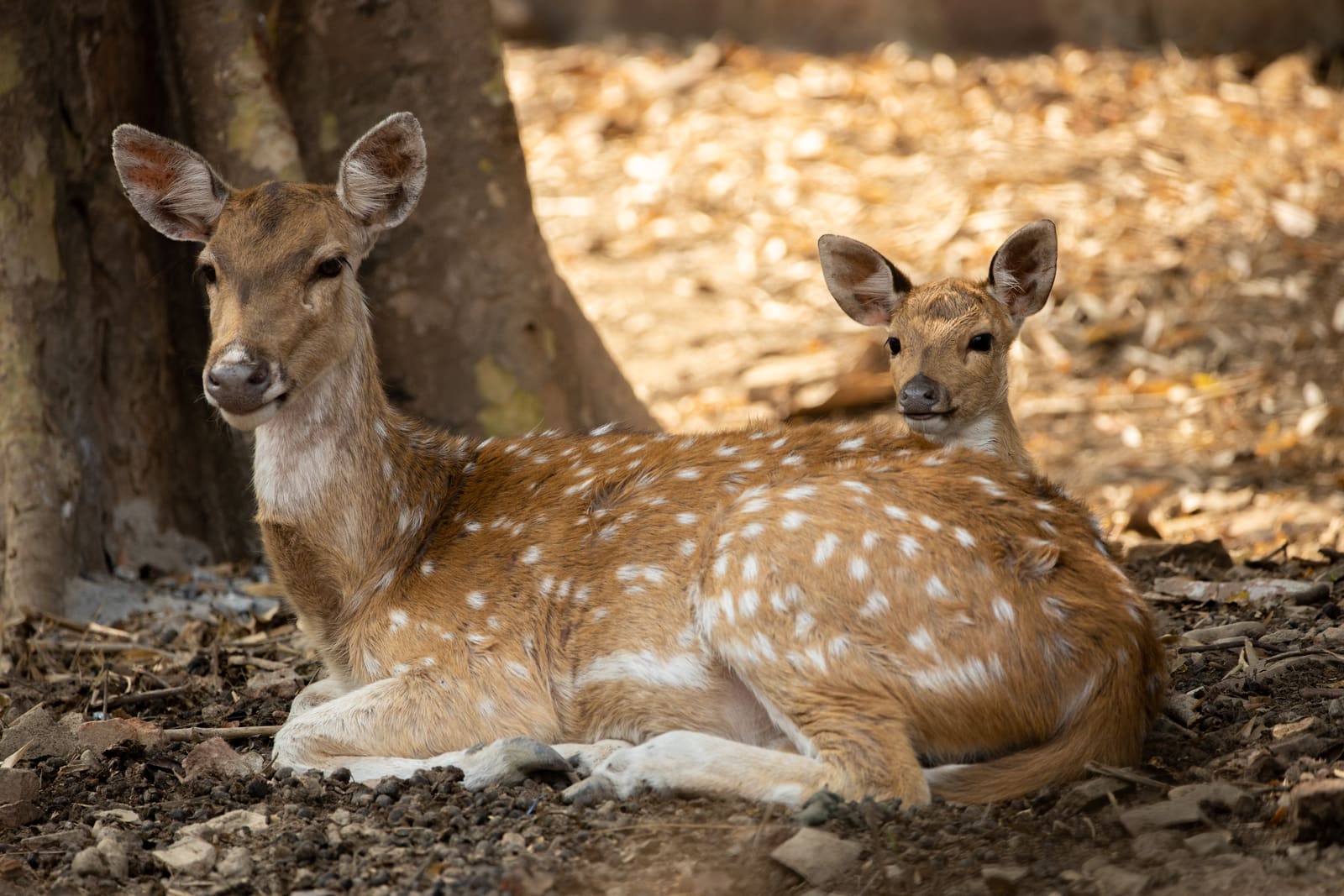 Adult spotted deer lying down with a fawn nestled behind her under a tree, both facing forward