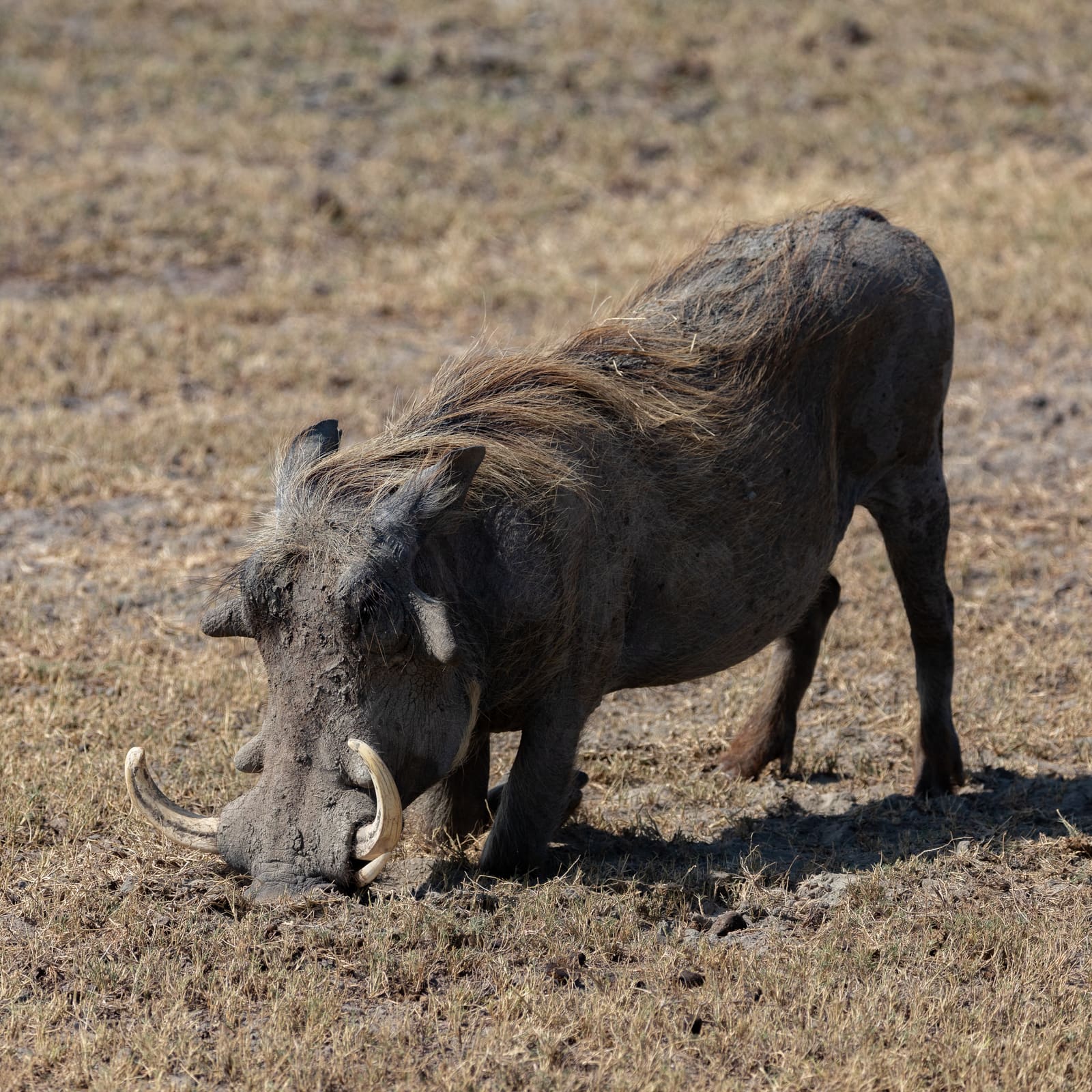 A warthog with curved tusks and facial warts, head lowered while grazing in dry grass.